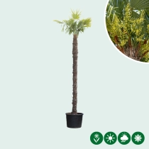 Chinese waaierpalm 350 cm stamhoogte