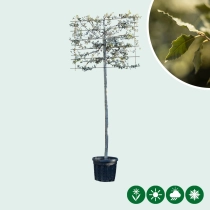 Steeneik leiboom 200 cm