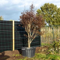 Rode Japanse esdoorn 'Bloodgood' #1