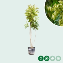 Chinese vernisboom meerstammig