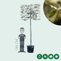 Steeneik leiboom 200 cm