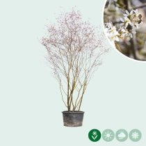 Krentenboom meerstammig