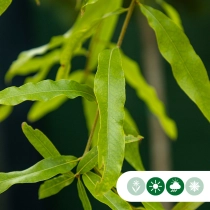 Wilgbladige eik meerstammig