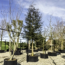 Kustmammoetboom #108