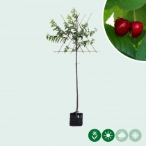 Prunus a. 'Stella' hoogstam leiboom