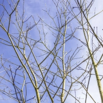 Amerikaanse eik #116