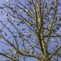 Amberboom 'Lane Roberts' #107