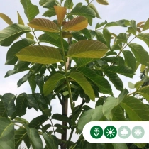 Walnotenboom met rood vruchtvlees