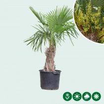 Chinese waaierpalm 30 cm stamhoogte