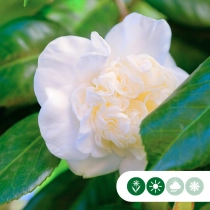 Camellia wit meerstammig