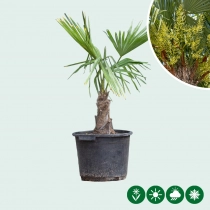 Chinese waaierpalm 20 cm stamhoogte