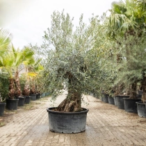 Olijfboom 'Bonsai' #189