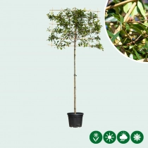 Glansmispel leiboom volgroeid