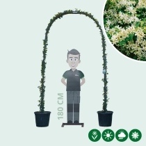 Toscaanse jasmijn boog