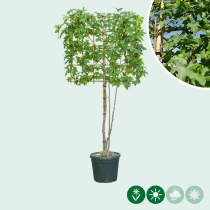 Lei amberboom meerstammig