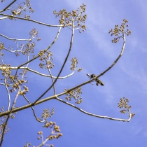 Anna Paulownaboom #111