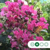 Lagerstroemia 'Berry Dazzle'