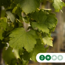 Witte druif op stok