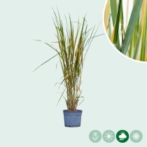 Vingergras Northwind