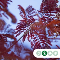 Rode Perzische slaapboom