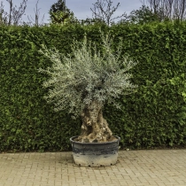 Olijfboom 'Bonsai' #88
