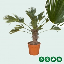 Wagner palm 30 cm stamhoogte