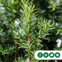 Taxus meerstammig