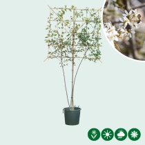 Krentenboom leiboom meerstammig