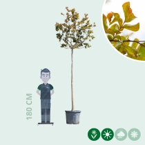 Gewone Lagerstroemia hoogstam