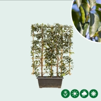 Portugese laurier haagelement 150 cm totaalhoogte