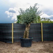 Olijfboom 'Bonsai' #2