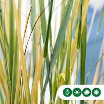 Vingergras Northwind