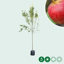 Malus d. 'Notarisappel'