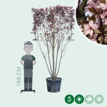 Kerspruim leiboom meerstammig