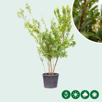 Aardbeienboom meerstammig