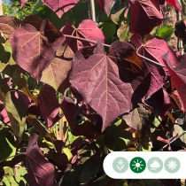 Judasboom 'Ruby Falls' dakboom