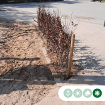Rode beukenhaag per meter enkele rij