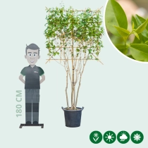 Japanse liguster leiboom meerstammig