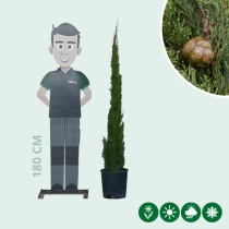 Italiaanse cipresboom 'Totem' 125 cm