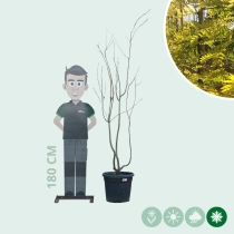 Gele valse Christusdoorn meerstammig