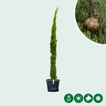 Italiaanse cipresboom 'Totem' 300 cm