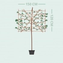 Kerspruim leiboom 150 cm