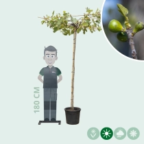 Vijgenboom dakboom