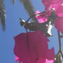 Bougainvillea  glabra 'Alexandra'