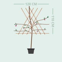 Prunus a. 'Morelle' als leiboom