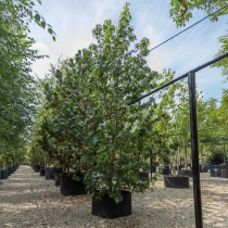 Meerstammige amberboom #1