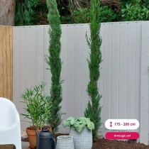 Italiaanse cipresboom 125 cm