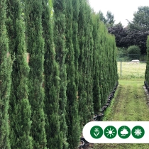Italiaanse cipresboom 'Totem' 300 cm