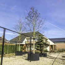 Amberboom 'Lane Roberts' #107