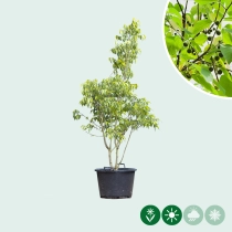 Netelboom meerstammig